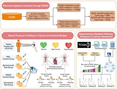 Comprehensive analysis of VEGF/VEGFR inhibitor-induced immune-mediated hypertension: integrating pharmacovigilance, clinical data, and preclinical models